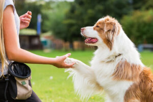 Dog Trainer